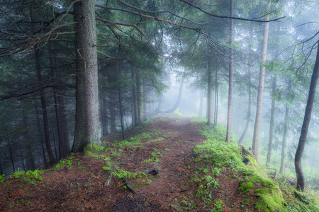 Green foggy mystical forest