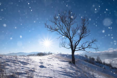 Lonely big tree at the top of winter snowy hillの写真素材