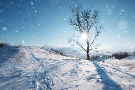 Lonely big tree at the top of winter snowy hillの写真素材