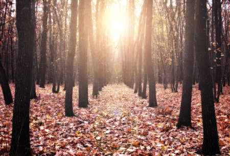 Autumn sunny day at the parkの写真素材
