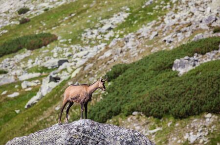 Male chamois at the mountain hill. High Tatras, Slovakiaの写真素材