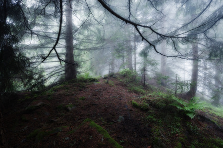 Green foggy mystical dark forestの写真素材