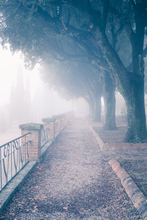 Old foggy city park alleyの写真素材