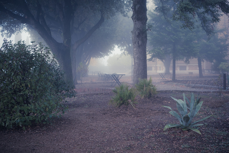 Old foggy city park alleyの写真素材