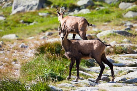 Male Chamois. Rupicapra rupicapra on the mountain meadowの写真素材