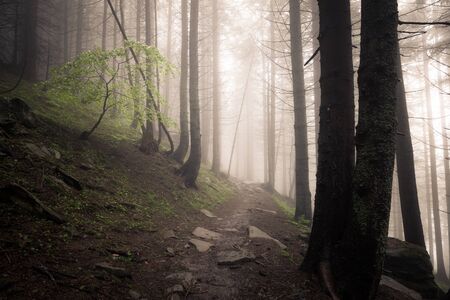 Beautiful view of mysterious foggy green summer forestの写真素材