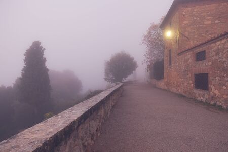 Foggy morning city park. Tree and alley viewの写真素材