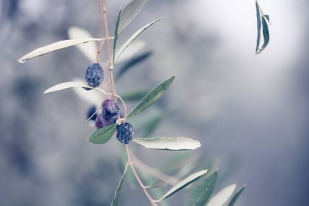 Olives growing on the tree in gardenの写真素材