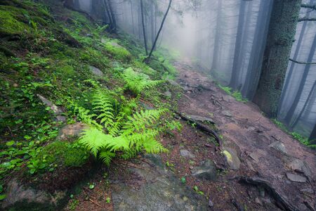 Beautiful view of mysterious foggy green summer forestの写真素材