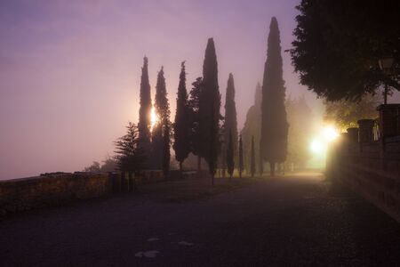 Foggy morning city park. Tree and alley viewの写真素材