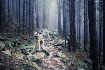 Dog in a mystical foggy forest. Dog walking outdoors in a summer forest