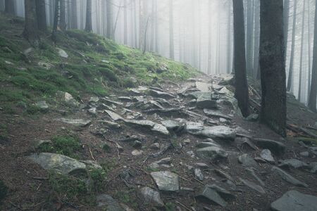 Beautiful view of mysterious foggy green summer forestの写真素材