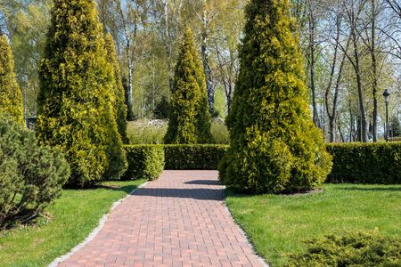 Green spring sunny city park with road and beautiful trees alleyの写真素材