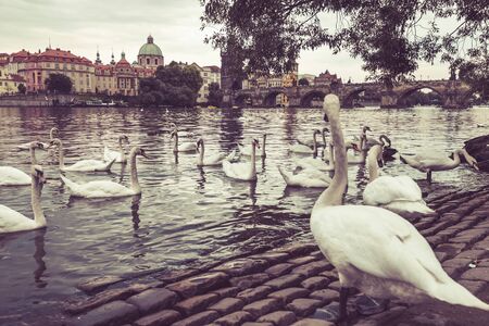 Swans on the background of the Charles Bridge in Pragueの写真素材