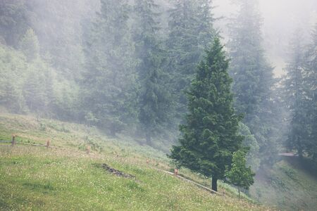 Misty landscape with fir mountain forest in hipster vintage retro styleの写真素材