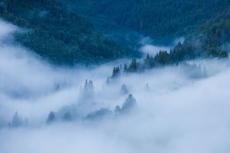 Misty landscape with fir mountain forest. Panoramic view of mountain woodland before sunrise