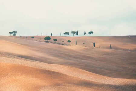 Cypress trees on the field in Tuscany, Italy at sunset. Tuscany classical landscapeの写真素材