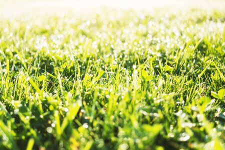 Fresh grass with morning dew drops close up view. Summer meadow backgroundの写真素材