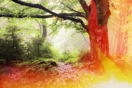 Fire in the green forest. A lot of smoke and fire.の写真素材