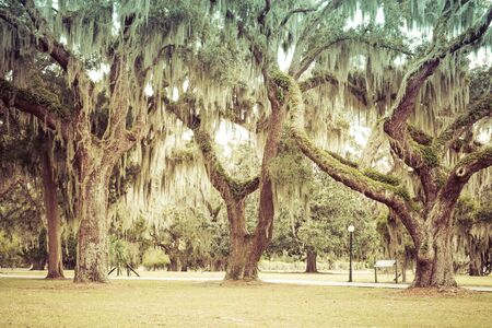 Mossy Oak Trees in green summer park. Jekyll Island, Georgia, USAの写真素材