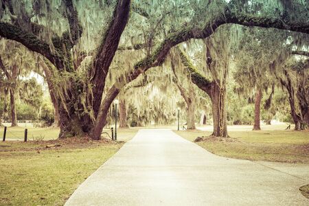 Mossy Oak Trees in green summer park. Jekyll Island, Georgia, USAの写真素材