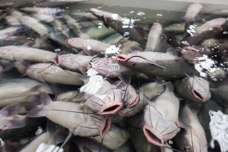 Live fish in the aquarium. Carps in the aquarium.
