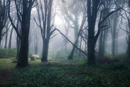 Beautiful mystical forest in a summer morning. Scenery with path in dreamy foggy forestの写真素材