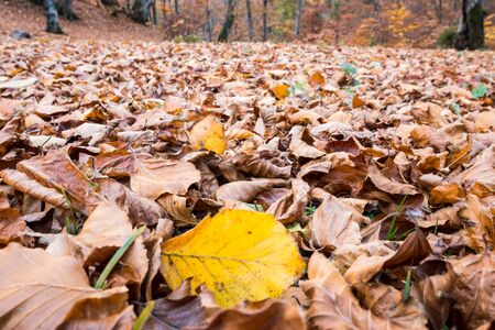 Abstract background of autumn leaves. Autumn background.の写真素材