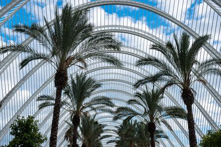 Palm alley in beautiful garden in Valencia, Spainの写真素材