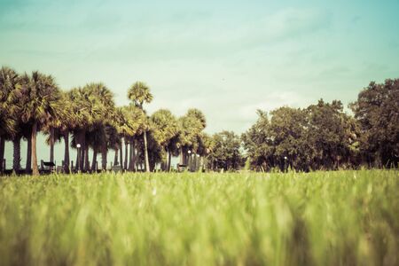 Green spring park with fresh grass, trees, palms. Beautiful nature backgroundの写真素材