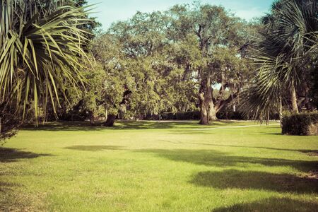 Green spring park with fresh grass, trees, palms. Beautiful nature backgroundの写真素材