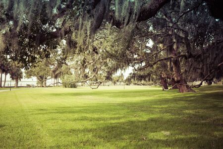 Green spring park with fresh grass, trees, palms. Beautiful nature backgroundの写真素材