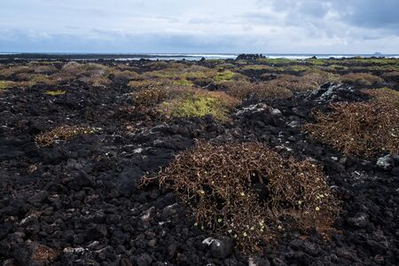 Volcanic Lanzarote landscape. Lanzarote. Canary Islands. Spainの写真素材