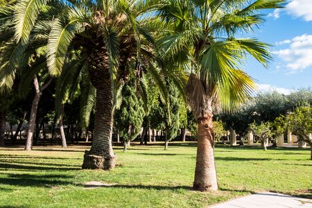 Green spring park with fresh grass, trees, palms. Beautiful nature backgroundの写真素材