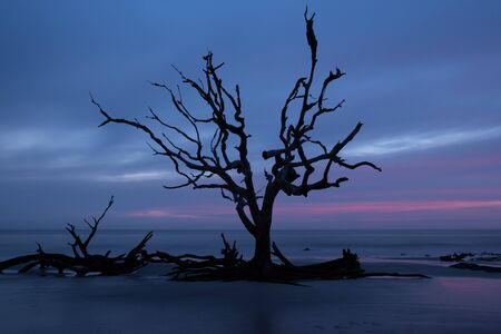 Morning light and waves at Driftwood Beach, on the Atlantic Ocean at Jekyll Island, Georgia.の写真素材
