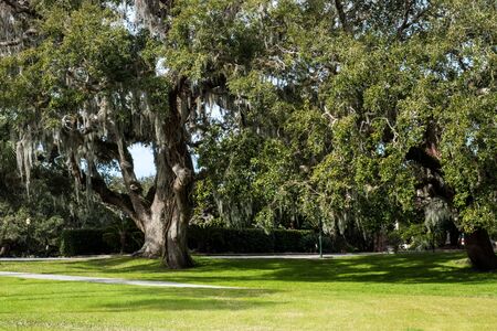 Green spring park with fresh grass, trees, palms. Beautiful nature backgroundの写真素材