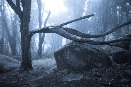 Spooky misty foggy dark forest at night