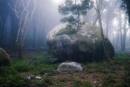 Beautiful mystical forest in a summer morning. Scenery with path in dreamy foggy forestの写真素材