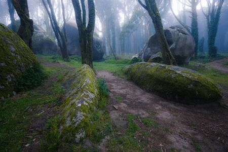 Beautiful mystical forest in a summer morning. Scenery with path in dreamy foggy forestの写真素材