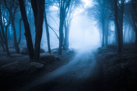 Dark foggy forest and path through it. Wild woodland nature background