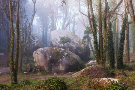 wilderness landscape forest with pine trees and moss on rocksの写真素材