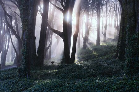 Sunlight through the coniferous forest on a foggy spring morning.の写真素材