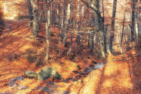 Autumn forest nature. Vivid morning in colorful forest with sun rays through branches of trees. Scenery of nature with sunlightの写真素材