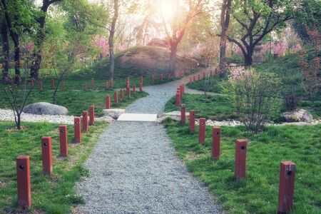 Green city park. Spring morning at parkの写真素材