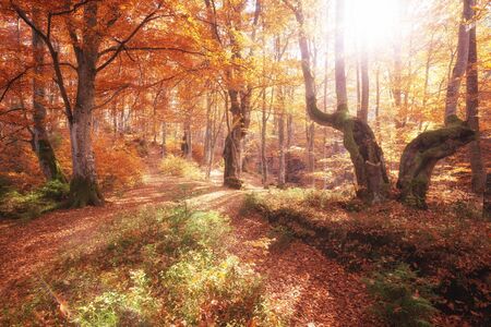 Sunrise in autumn forest. Bright golden fall nature landscapeの写真素材