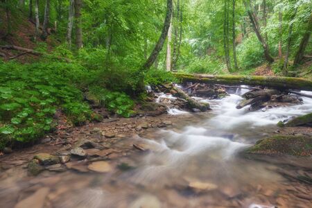 River in the forest. Green summer woodland and creekの写真素材