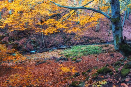 Beautiful forest with creek in a golden autumn nature. Beauty world of fall colors landscapeの写真素材