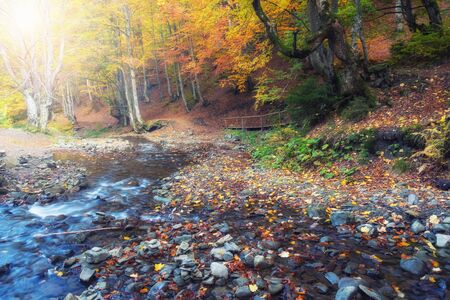 Beautiful forest with creek in a golden autumn nature. Beauty world of fall colors landscapeの写真素材