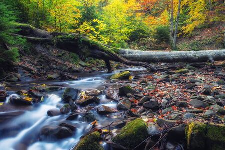 Beautiful forest with creek in a golden autumn nature. Beauty world of fall colors landscape