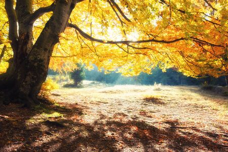 Sunrise in autumn forest. Bright golden fall nature landscapeの写真素材
